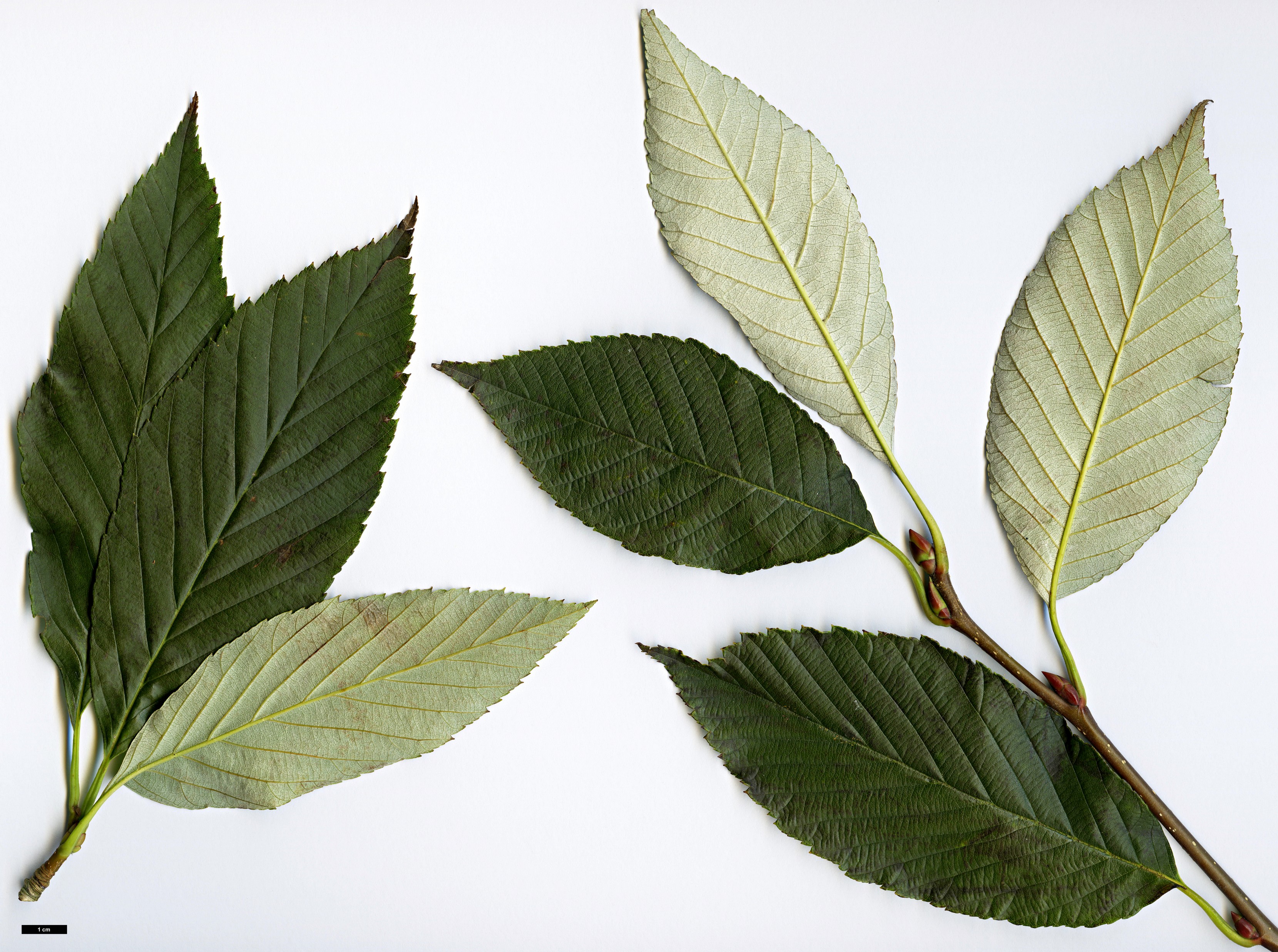 High resolution image: Family: Rosaceae - Genus: Sorbus - Taxon: henryi